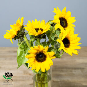 گل آفتابگزدان