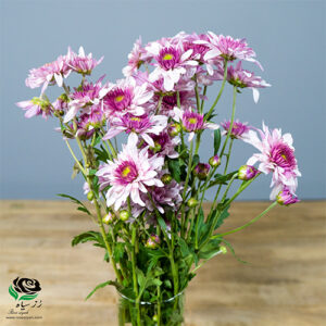 داودی مینیاتوری صورتی