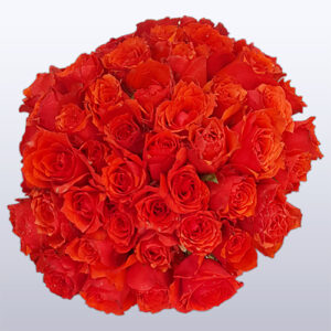 گل رز قرمز ایرانی