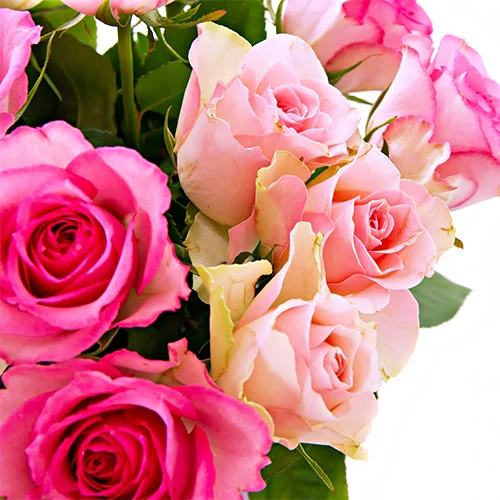 گل رز رنگ خاص