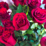 گل رز هلندی قرمز