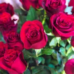 گل رز هلندی قرمز
