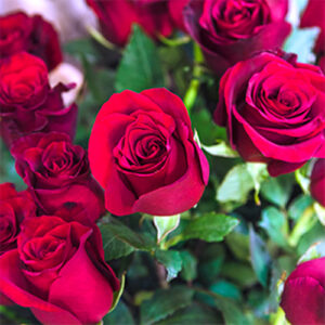 گل رز هلندی قرمز