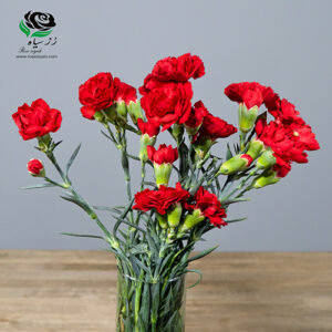 میخک مینیاتوری قرمز